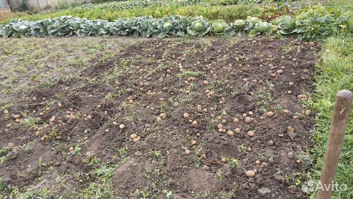 Картофель мелкий и средний