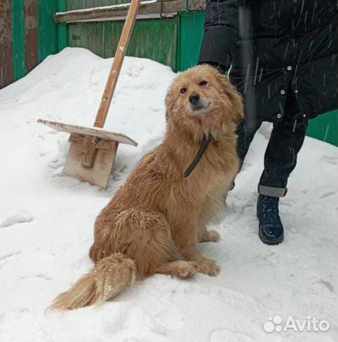 Собака в добрые ручки