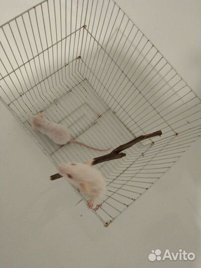 Декоративная крыса