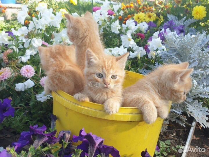 Милые рыжие котята