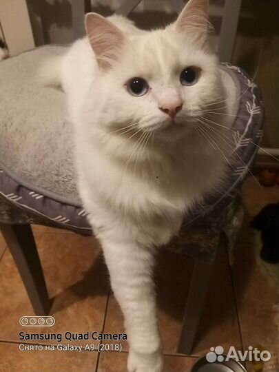 Белый пушистый кот с голубыми глазами