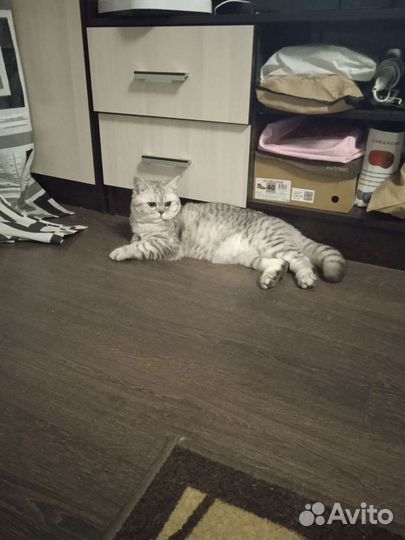 Шотландский кот вязка