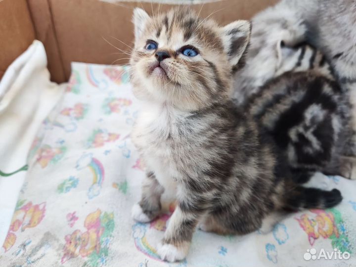 Шотландская кошка