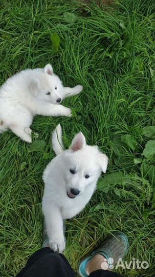 Щенки белой швейцарской овчарки