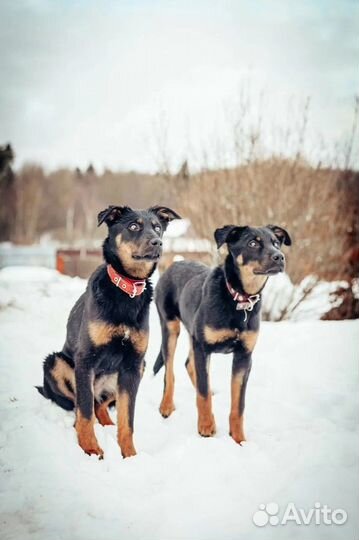 Собаки в дар в добрые руки