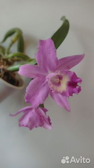 Орхидея каттлея