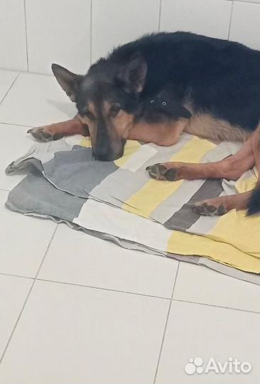 Бонд суперпес немецкая овчарка