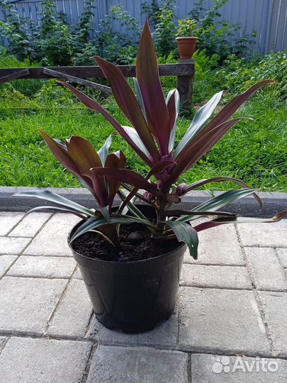 Суккуленты и цветы