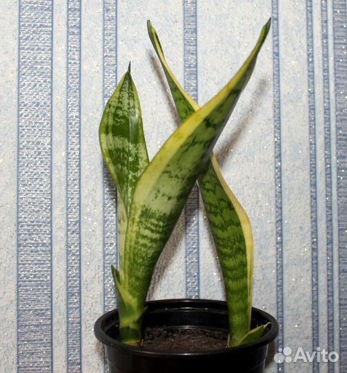 Сансевиерия Ханни крем и другие