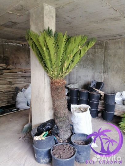 Пальма Цикас большая