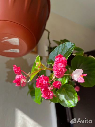 Бегония вечноцветущая махровая