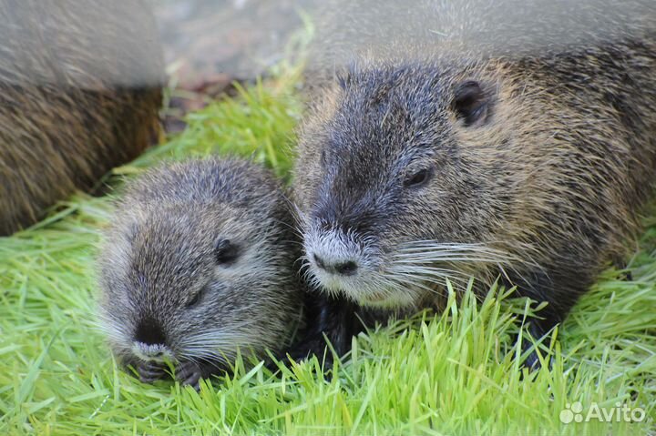 Продам Нутрии молодняк и взрослых