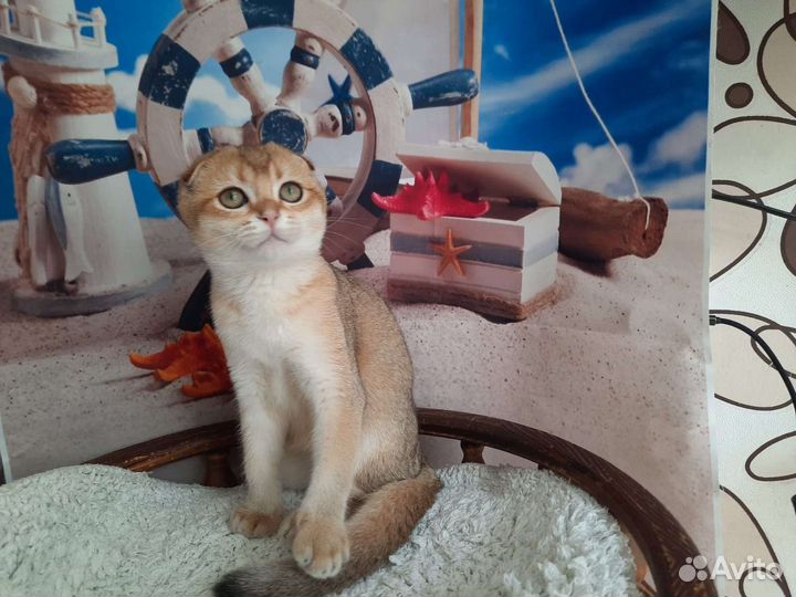 Шотландские малыши с документами