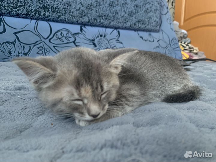 Котёнок на половину шотландская