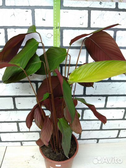 Калатея Чоко