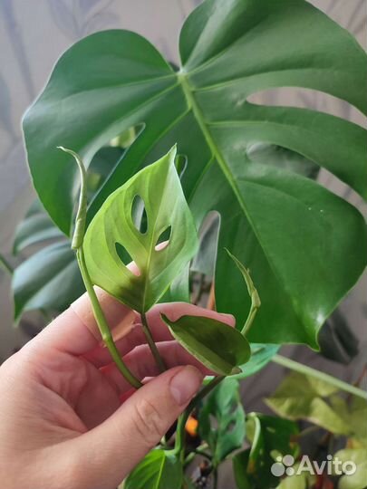 Монстера обычный большой лист, и монс. адансона