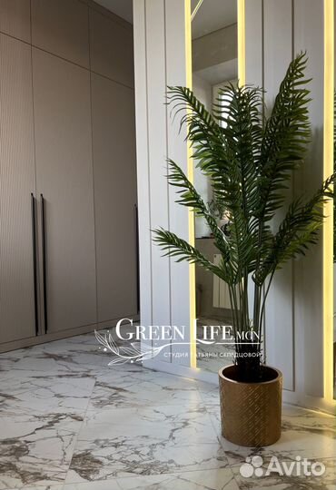 Пальма Стрелиция Фикус