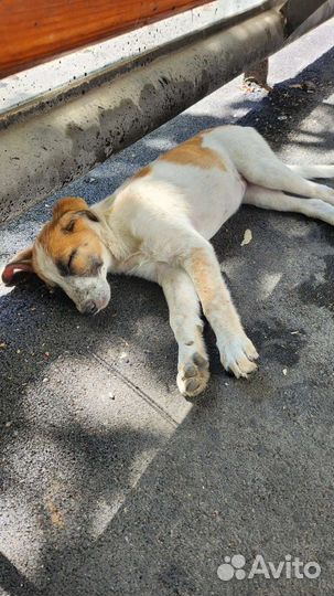 Спасите щенка