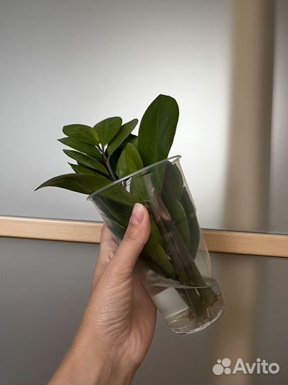 Замиокулькас