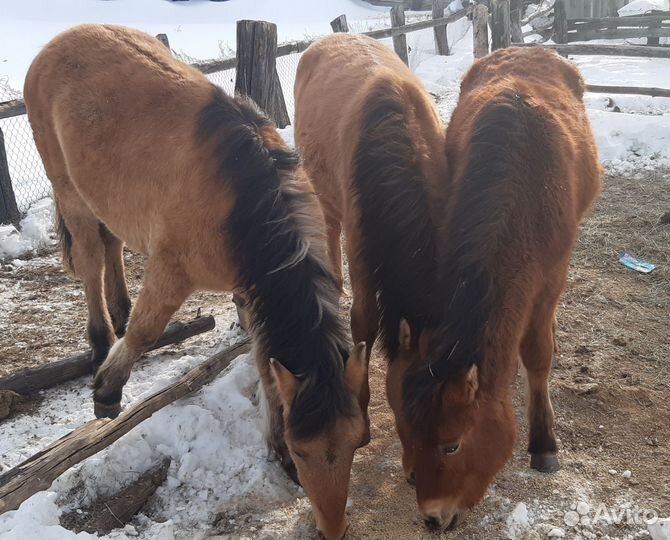 Жеребята- кобылы