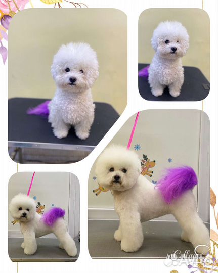 Стрижка собак