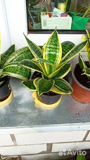 Сансевиерия Голден Ханни Щучий хвост