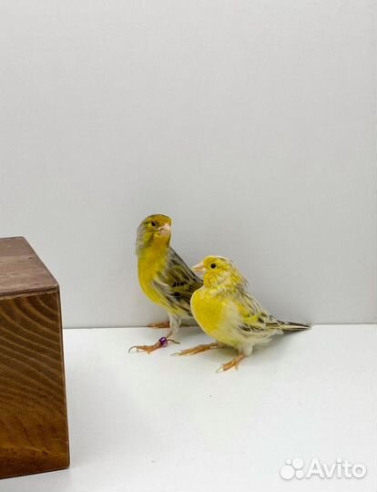 Кенара и канарейки