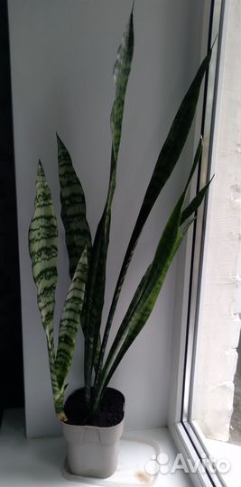 Сансевиерия (щучий хвост)