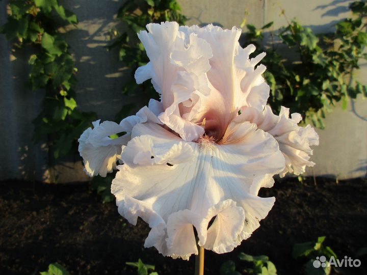 Ирис высокий бородатый. В коллекции 130 сортов. На