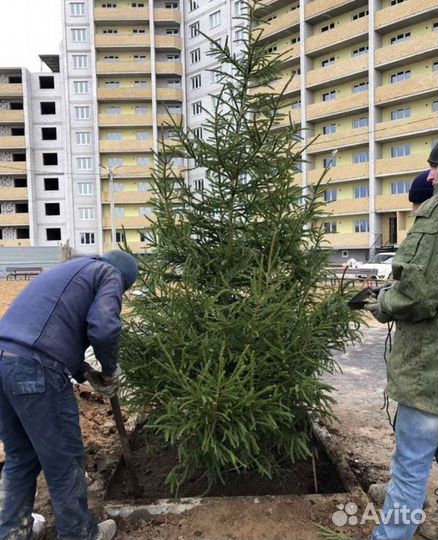 Ель,пихта,кедр,сосна Саженцы
