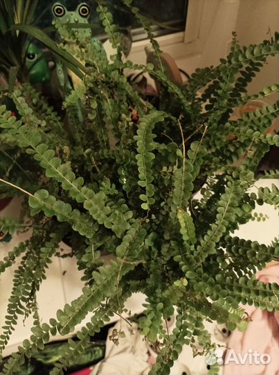 Папортник комнатный