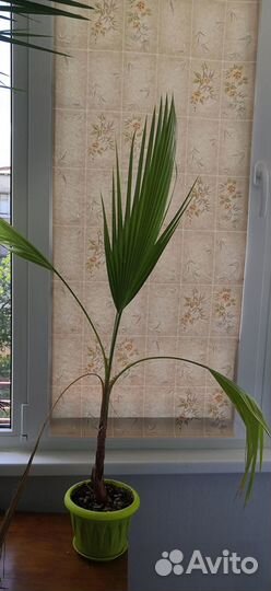 Пальма Вашингтония Робуста