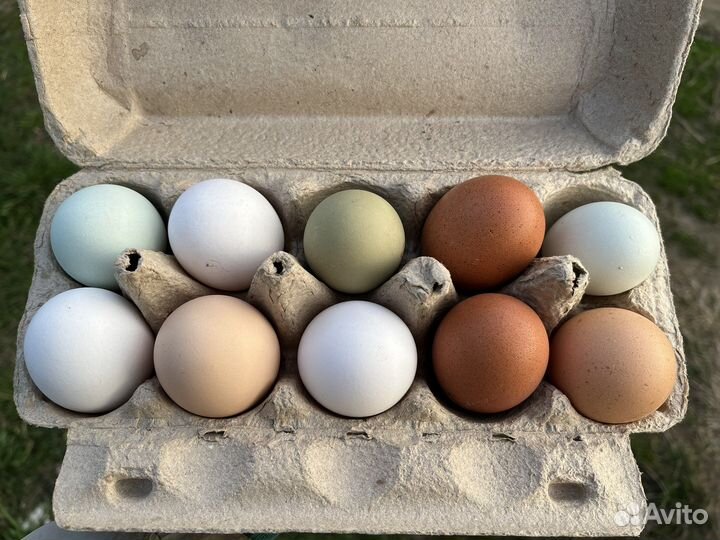 Инкуционное яйцо от разных пород