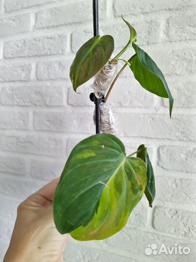 Филодендрон Миканс