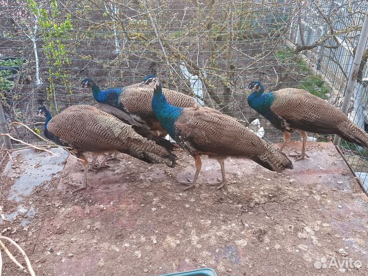 Павлины индийские
