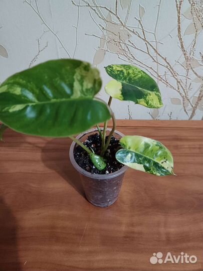 Филодендроны, калатеи