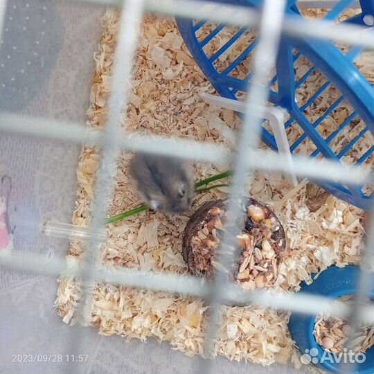 Джунгарский хомяк