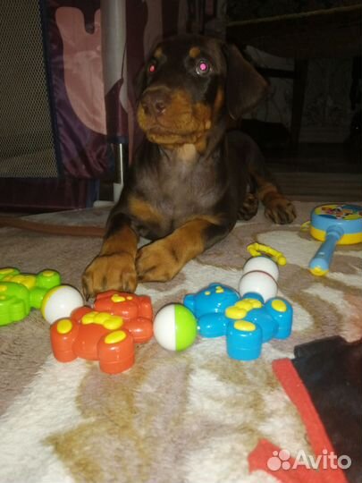 Щенки добермана