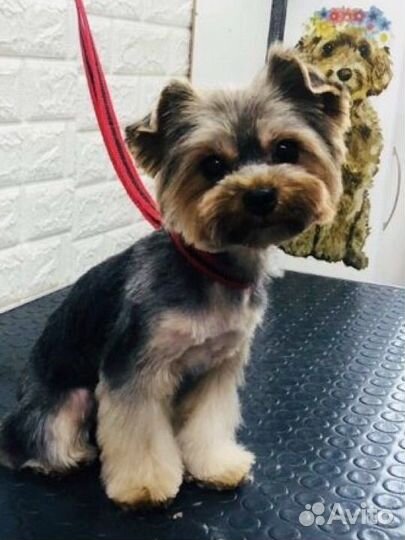 Груминг уход для ваших любимчиков