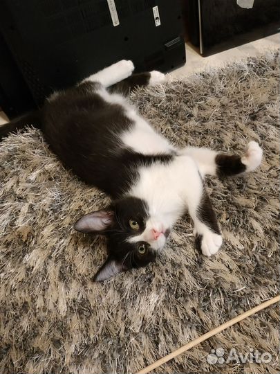 Котенок мальчик
