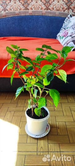 Фикус, цветы комнатные