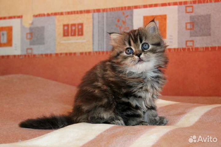Хайленд Страйт Мальчик