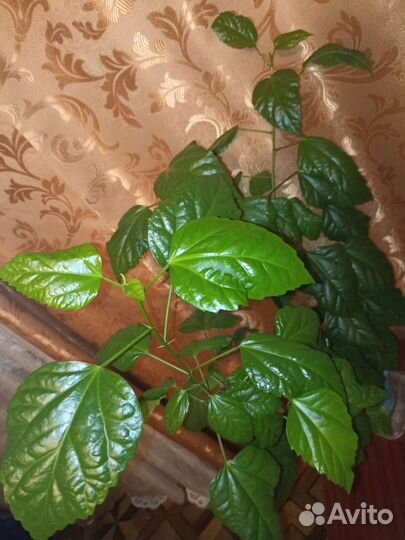 Китайская роза