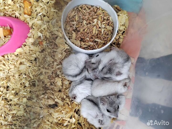 Джунгарский хомяк