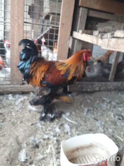 Брама петухи курапачатые и куры