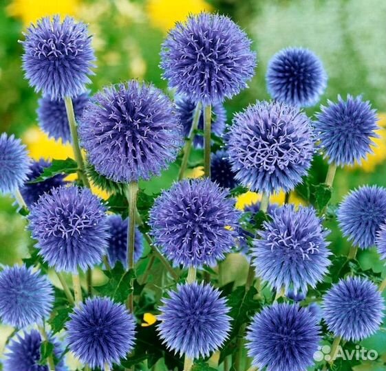 Мордовник сухоцвет