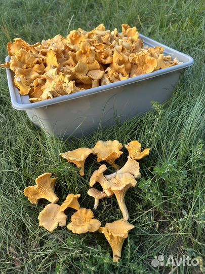 Грибы лисички