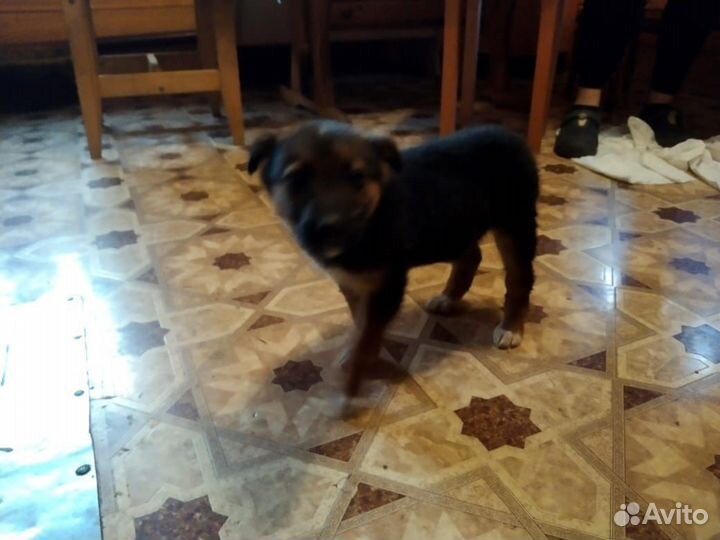 Маленькая собака в добрые руки бесплатно