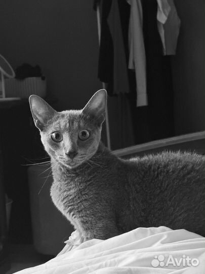 Кот манчкин