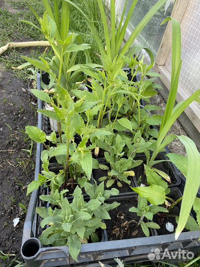 Многолетние садовые цветы